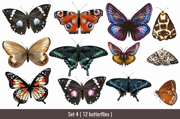 Vector colourful butterfly collection 4