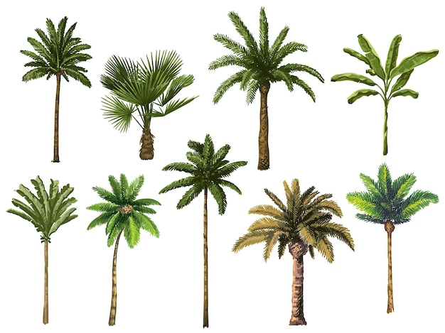 Colourful hand drawn palm tree. Retro tropical coconut trees, vintage miami palms illustration set.