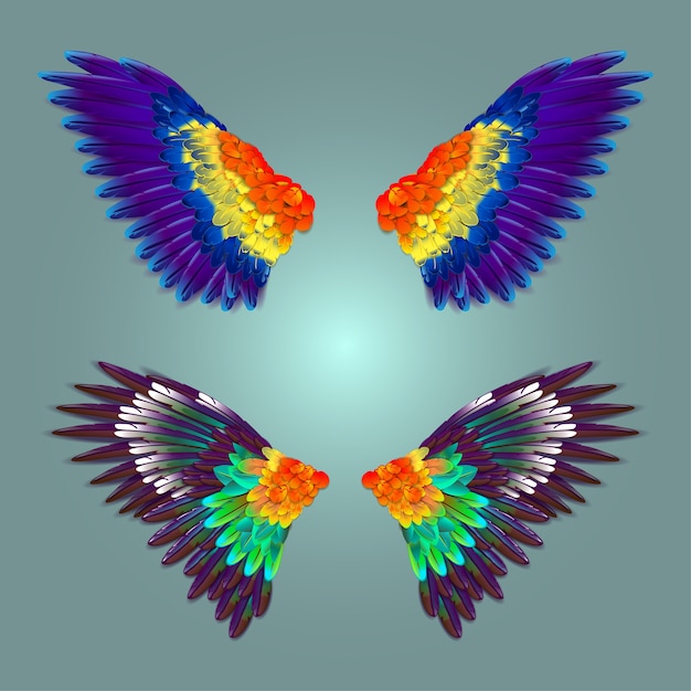 Vector colourful wings