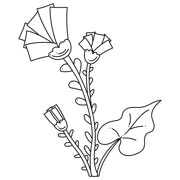 Vector coltsfoot doodle medicinal plant hand drawn outline vector illustration