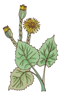 Pianta di farfara con fiori gialli. tussilago verde naturale isolato su sfondo bianco
