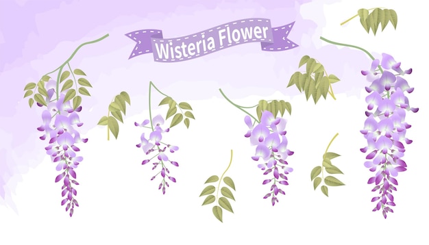 Combination of different wisteria flower bunches and leaves