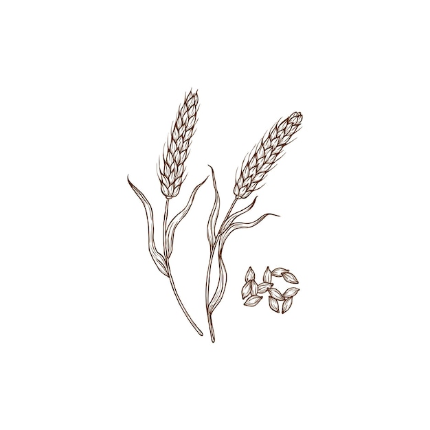 Common Barley Cereal Grain Gluten Superfood Icon