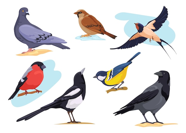 Common birds cartoon isolated city and forest bird pigeons sparrows bullfinch dove goldfinch nature birding european animal collection different pose neat vector illustration