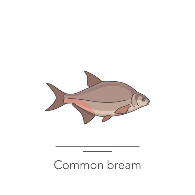 Common bream icon Outline colorful icon of bream fish on white Vector illustration