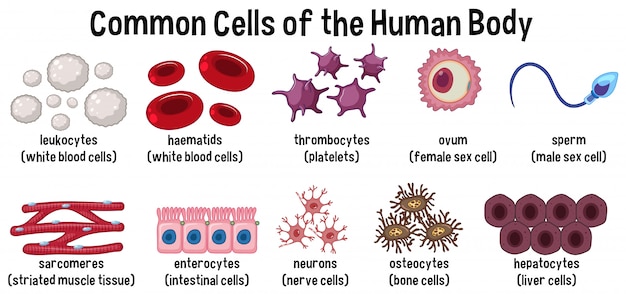 Vettore cellule comuni del corpo umano