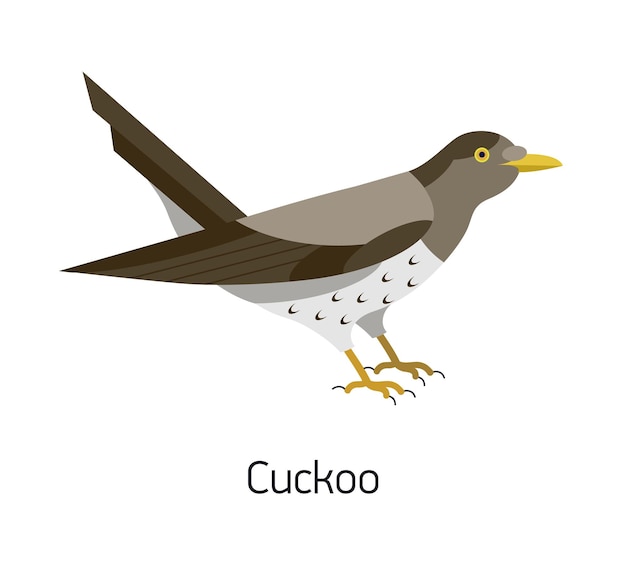 Common cuckoo isolated on white background. Adorable forest or woodland bird. Funny wild avian species. Gorgeous creature. Modern colorful vector illustration in trendy flat geometric style.