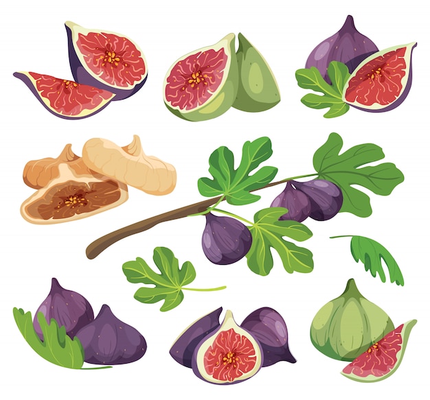 Common fig with leaves. collection of detailed drawings of fig isolated on white. set of fresh and dried fig fruit colored vector illustration. figs compositions for product packaging.