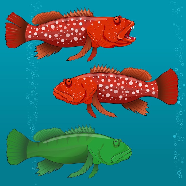 Common harlequin fish vector illustration set