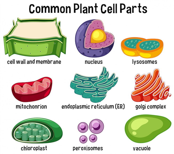 Vector common plant cell parts