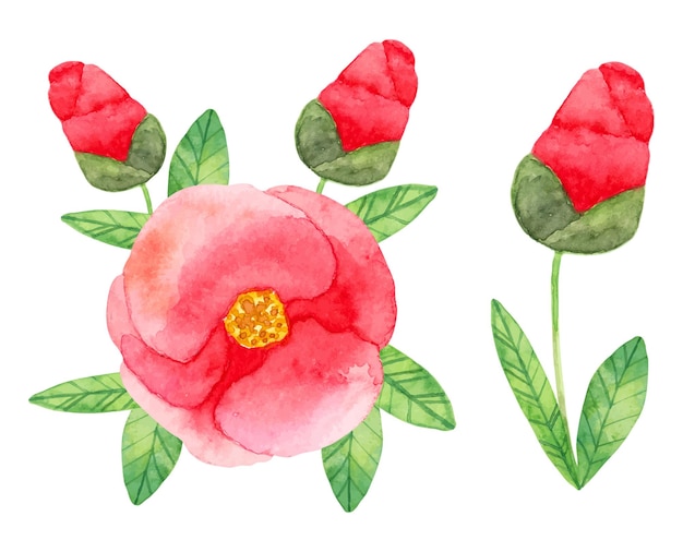 Composition of camellia japonica with red double flowers and leaves botanical watercolor illustration simple stylized style hand drawn art set of elements for cards invitations vector