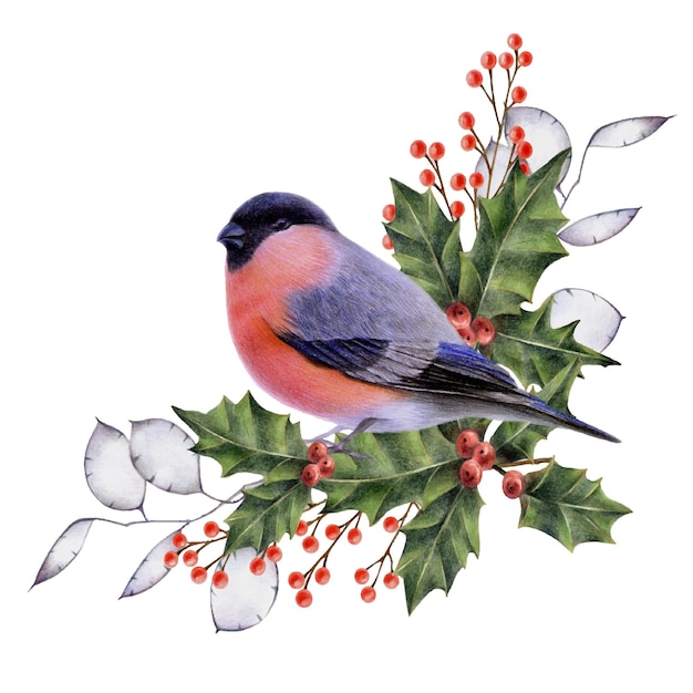 Composition of fir branches berries bullfinch birds