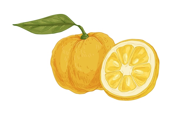 Composition of fresh ripe yuzu, yellow Japanese citrus fruit. Asian whole citron and its cut half. Realistic drawing in vintage style. Hand-drawn vector illustration isolated on white background.