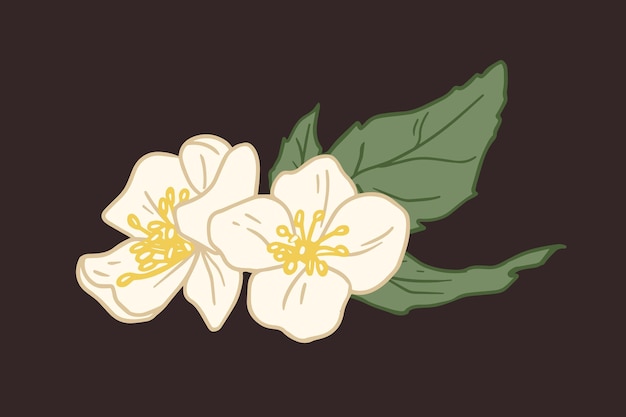 Composition of two flowers of white jasmine with leaves isolated on black background. Elegant mock-oranges with yellow stamens in center. Floral design element. Colored flat vector illustration.