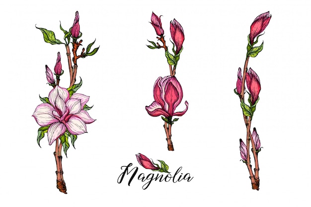 Composition with Magnolia flowers