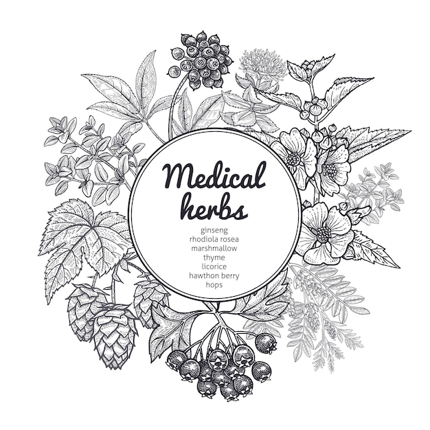 Vector composition with medical herbs and place for inscription vintage