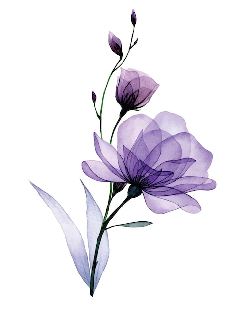투명한 꽃 보라색 장미 야생 장미 꽃과 섬세한 엑스레이 잎 구성