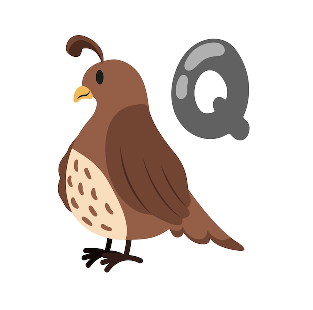 Вектор Концепция alphabet q quail эта иллюстрация представляет собой плоский векторный рисунок с буквой q.
