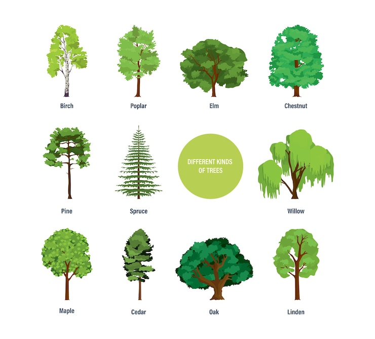 Vector concept of collection of modern different kinds of trees