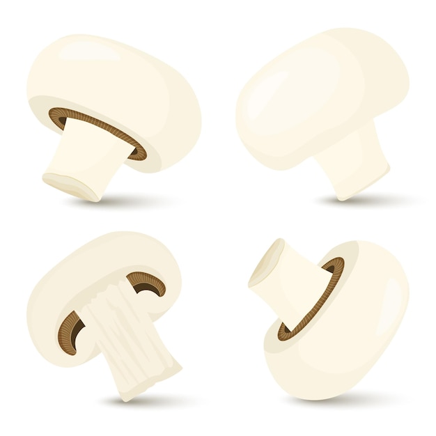 Concept of fresh champignon, organic mushrooms whole and half and slice. Vector illustration in flat cartoon style on isolated white background.