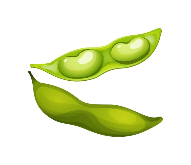 Vettore concept leguminous bean bean icon green natural string bob vegetarian food cartoon vector