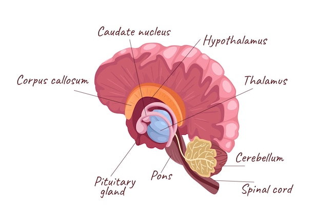 Vector concept menselijke hersenenanatomie deze vectorillustratie van een menselijke hersenen is strak en modern