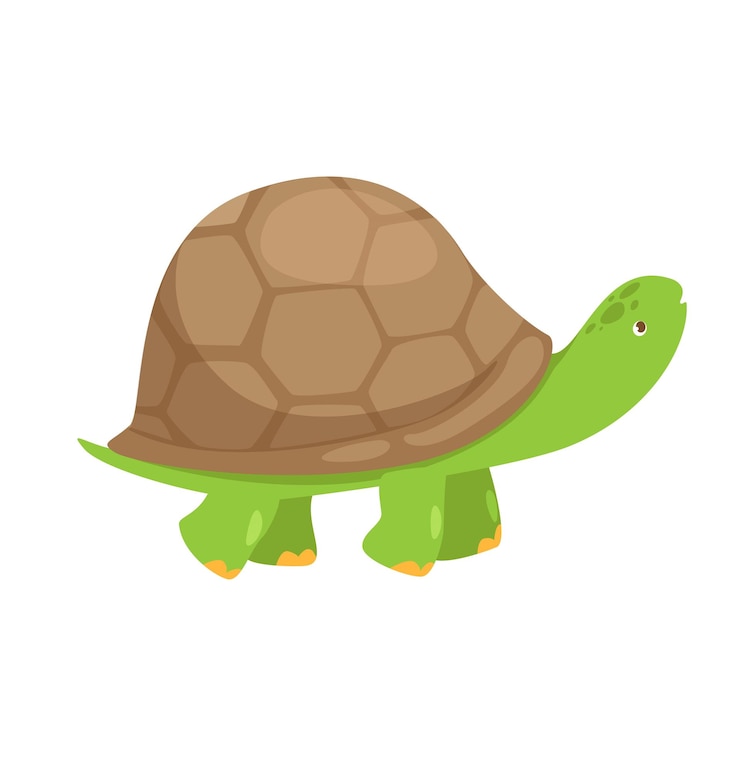 Vector concept pet products set with turtle this is a flat vector concept cartoon design