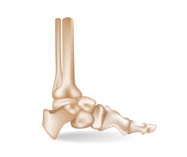 Concept platte 3d isometrische illustratie van anatomische stukken van de opstelling van de botten van de voetzool