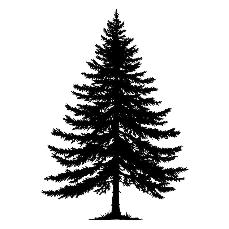 Vector conifer tree silhouette vector illustration