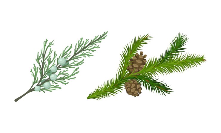 Vector coniferous evergreen tree branch with hanging strobile and needles vector set