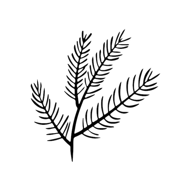 Vector coniferous tree branch vector icon. hand drawn illustration in doodle style. christmas branch.