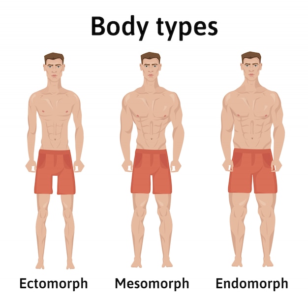 ベクトル 人体の体質。男の体型。 endomorph、ectomorph、mesomorph。ショートパンツで運動の若い男性。