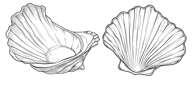 Disegno continuo di una linea di conchiglia di perla aperta naturale da vicino