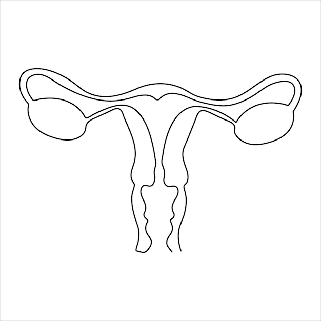 Disegno continuo a mano di una linea donna giorno contorno illustrazione artistica vettoriale utero riproduttivo femminile