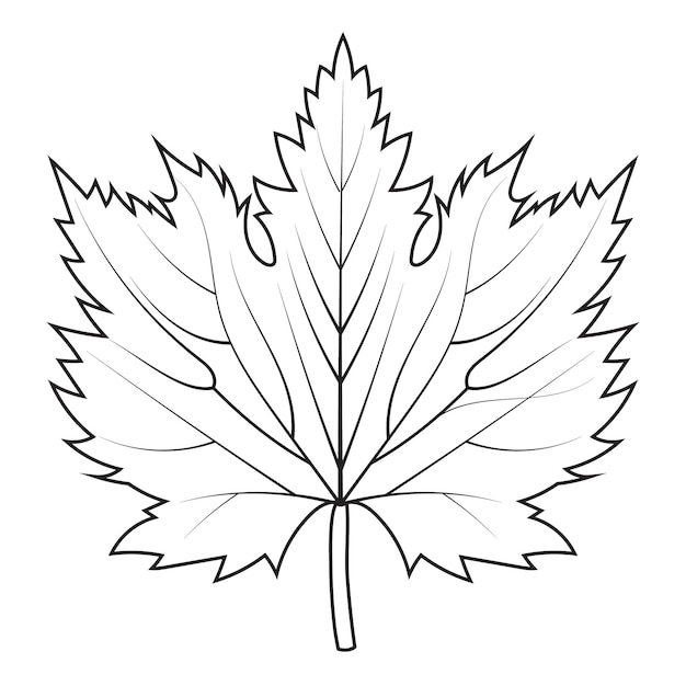 Contour drawing of a maple leaf Autumn leaf