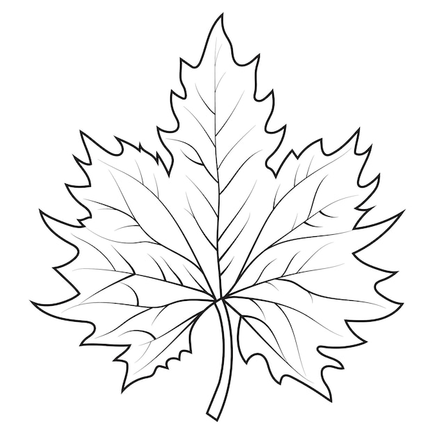 Vector contour drawing of a maple leaf autumn leaf