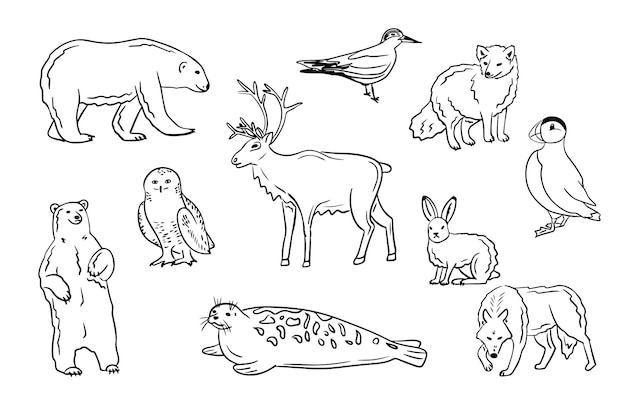 Vector contour hand drawn arctic animals and birds set