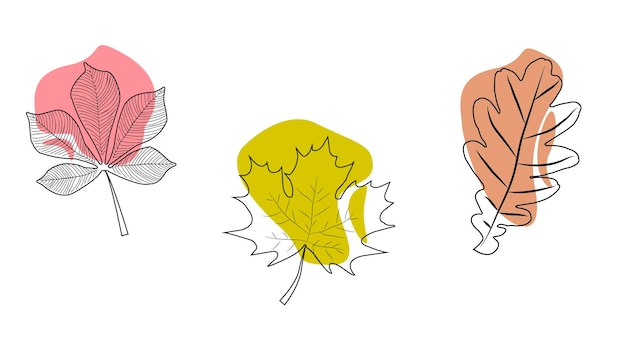 Contour illustrations of tree leaves