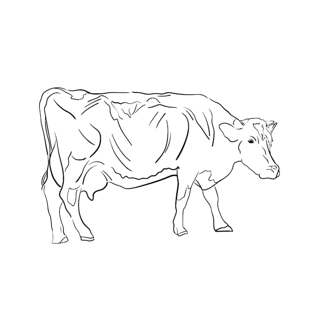 Contour line drawing of simple cow Hand drawn minimalist illustration Doodle style