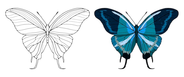 Контур роскошной бабочки на белом фоне Цветная синяя бабочка на белом фоне Фон для раскраски декора, обоев, открыток, изготовления узоров