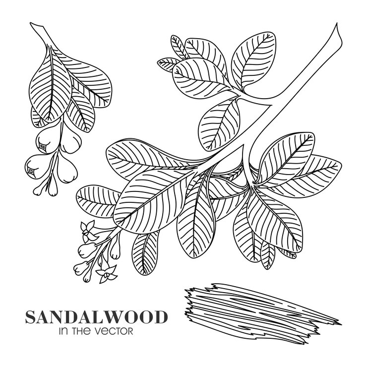 Vector contour tekening van sandelhout op een witte achtergrond in een vector
