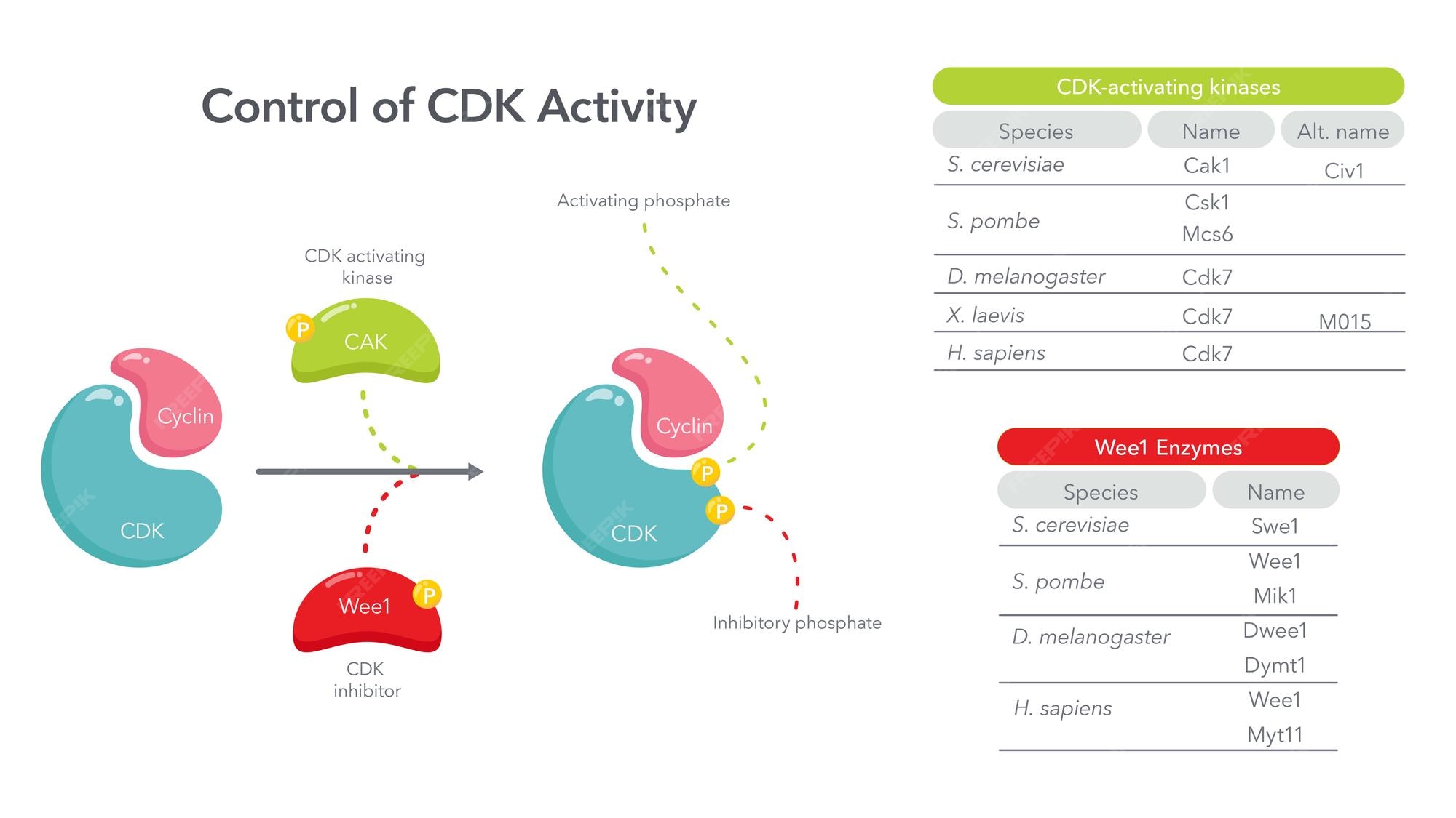 Control of cdk activity in the cell cycle science ... Biology Diagrams