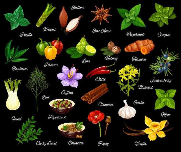 Vector cooking seasonings herbs and spices