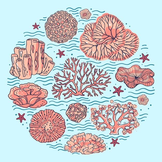 Vector the coral reef is drawn in a line art style sea and ocean plants and rocks isolated on white.