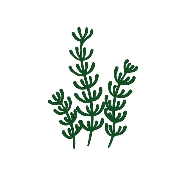 Coral Seaweed svg Coral vector