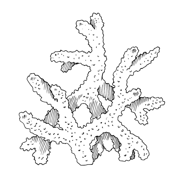 벡터 바다 산호의 터 라인 아트 해경 수중 식물의 손으로 그린 그래픽 클리파트 고립 된 배경에 선형 그림 검은 윤 스케치 그림 여름 프린트를 위해