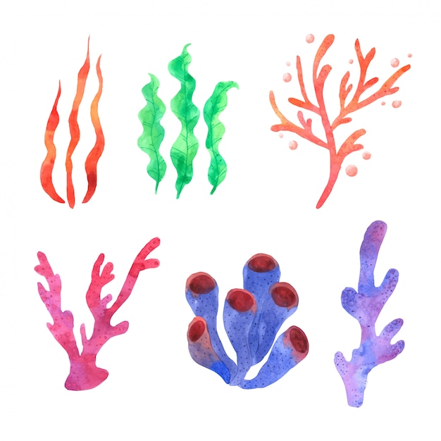 珊瑚の水彩