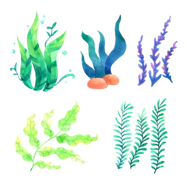 Vector coral watercolors