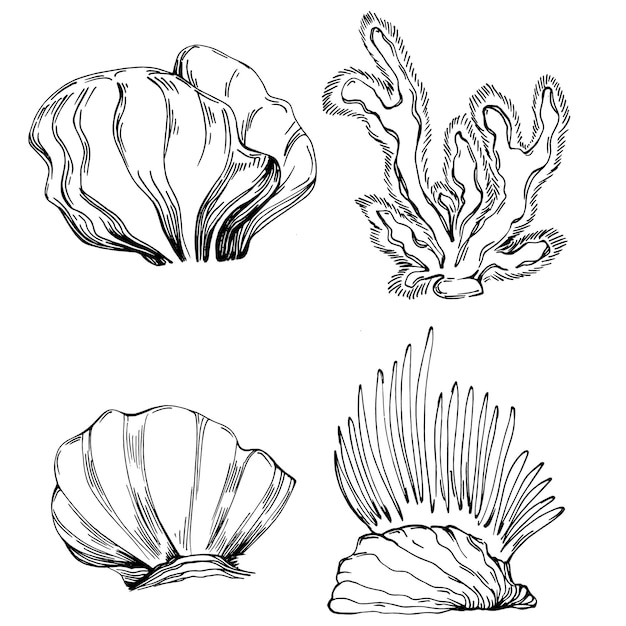 Corals isolated sketch