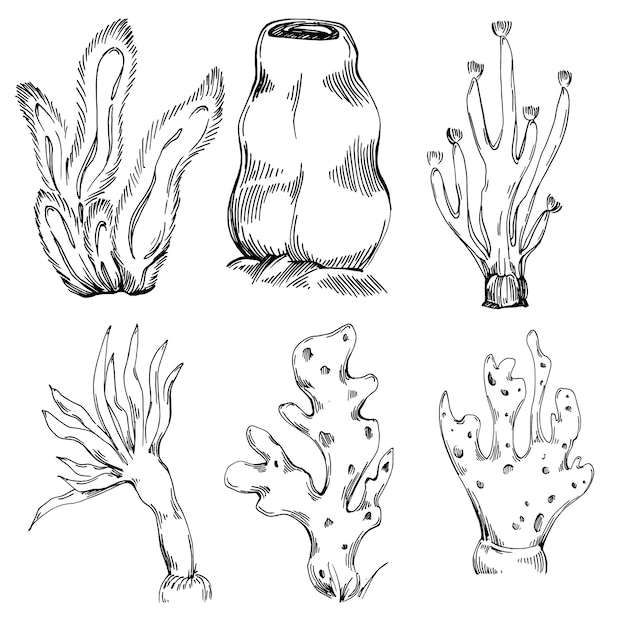 Corals isolated sketch